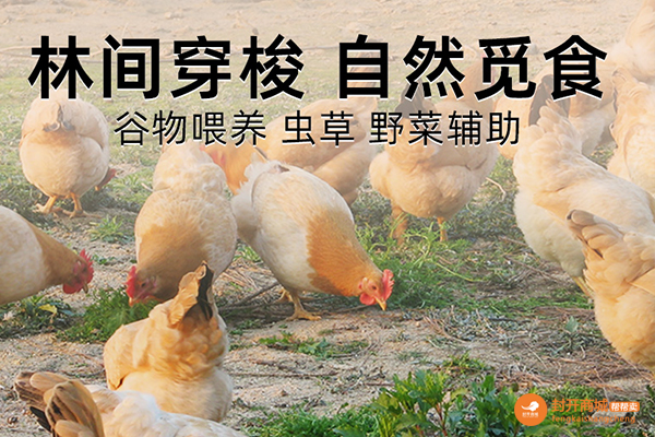 封开杏花鸡-光鲜鸡整鸡